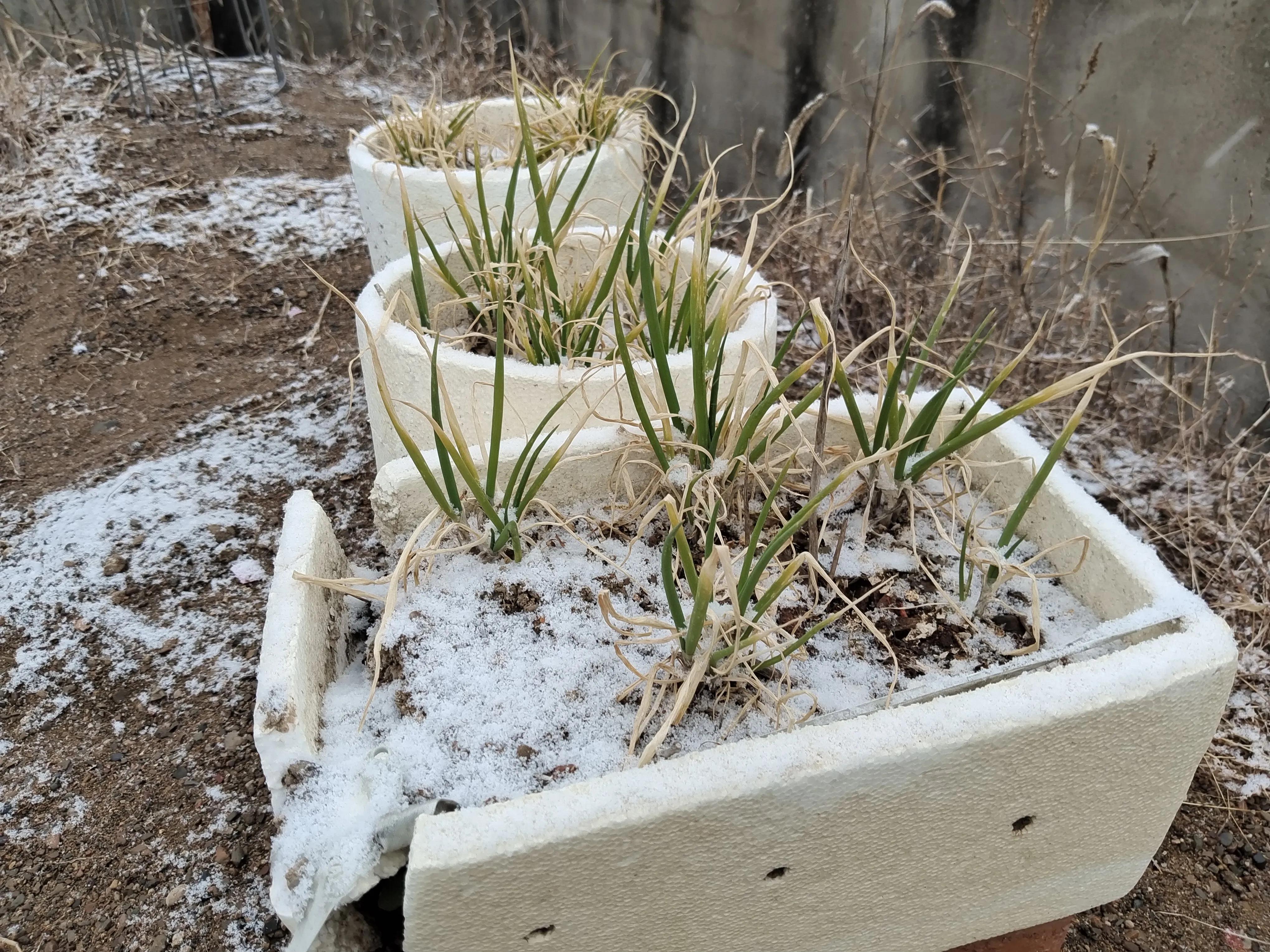 盆栽浇水十大禁忌,盆栽植物如何防止烂根