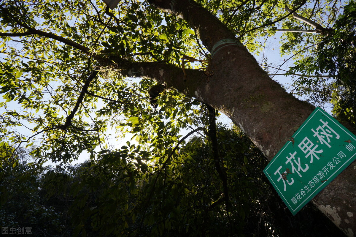 腾冲樱花谷，野生樱花遍布，落英缤纷、原始自然的花花世界