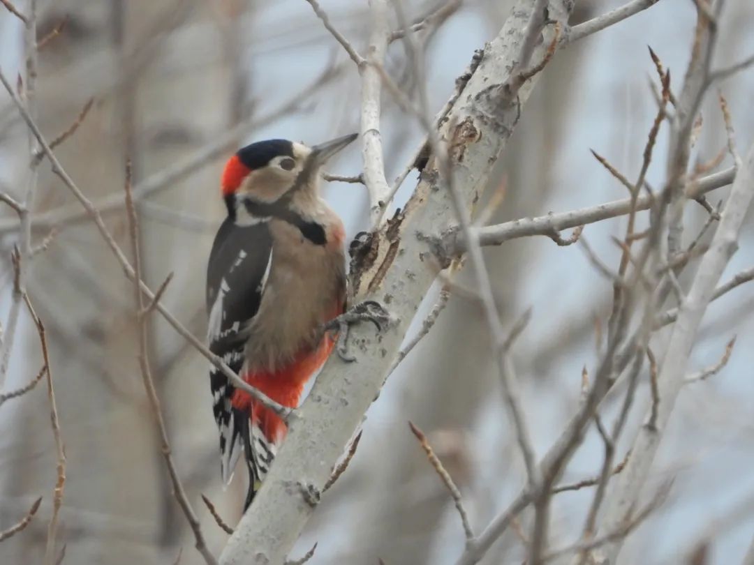 师大寻鸟记，这些小可爱，你都见过吗？