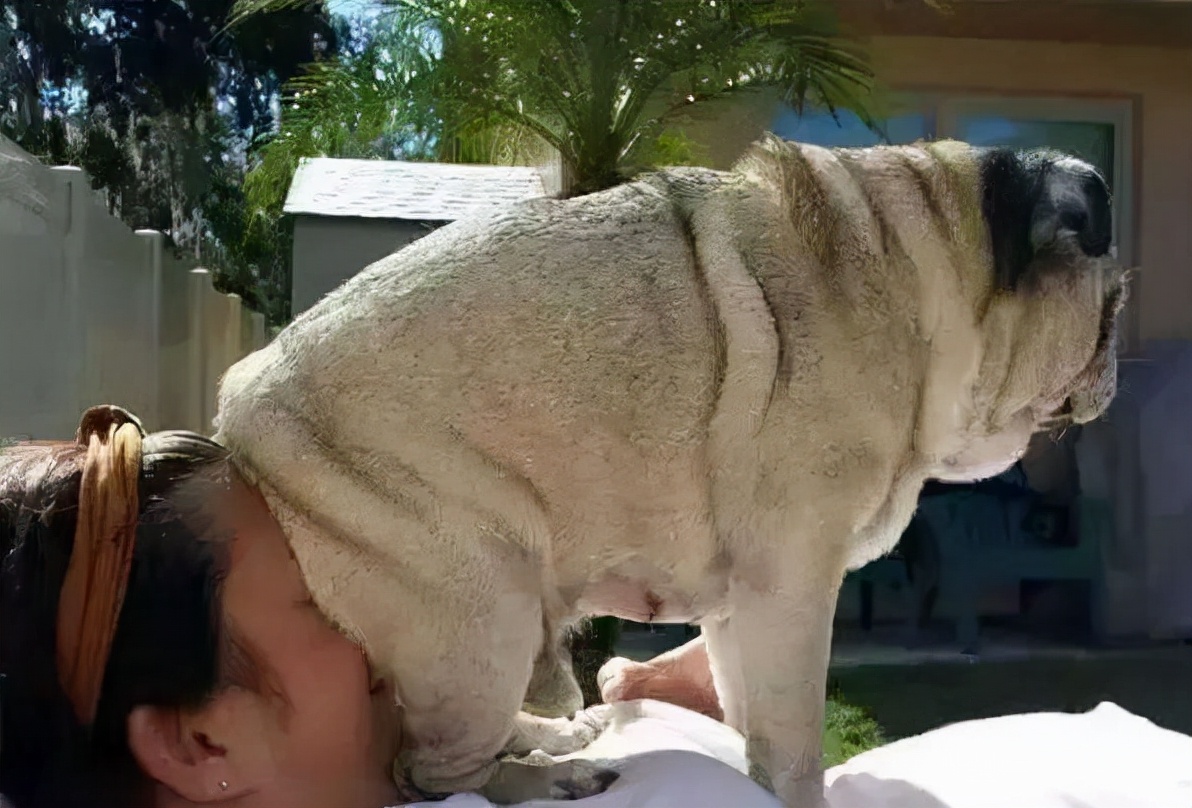 狗狗睡觉姿势说明了什么,狗狗睡觉冷了会有什么表现