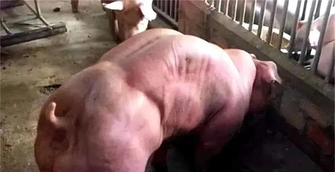 日军罪行照片：攻陷香港后兽性毕露，当场轮番侵犯新婚女明星