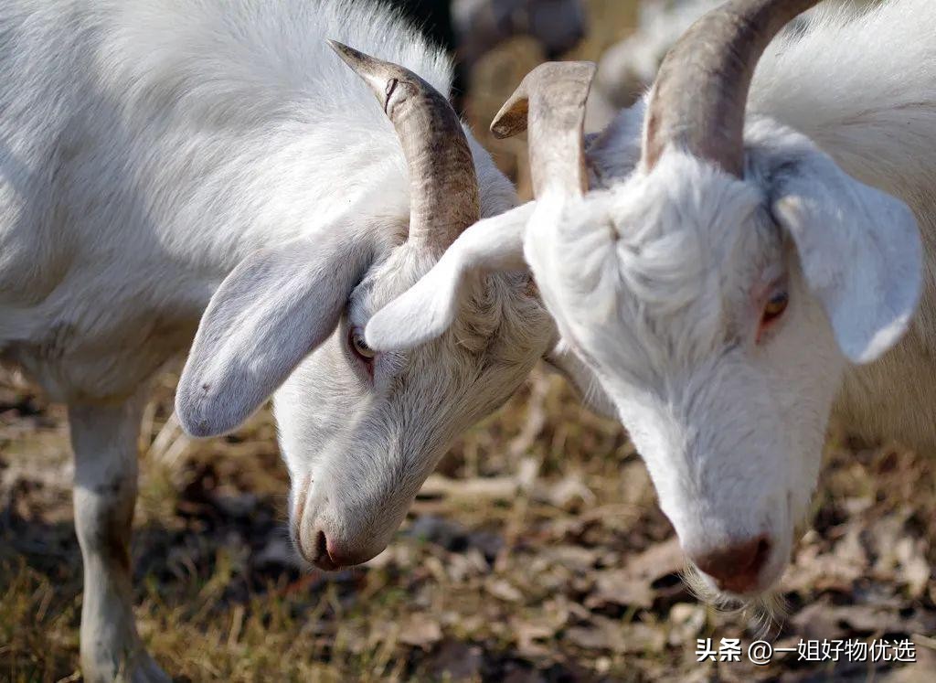 高端羊绒围巾哪个牌子好？值得你收藏!【独家】