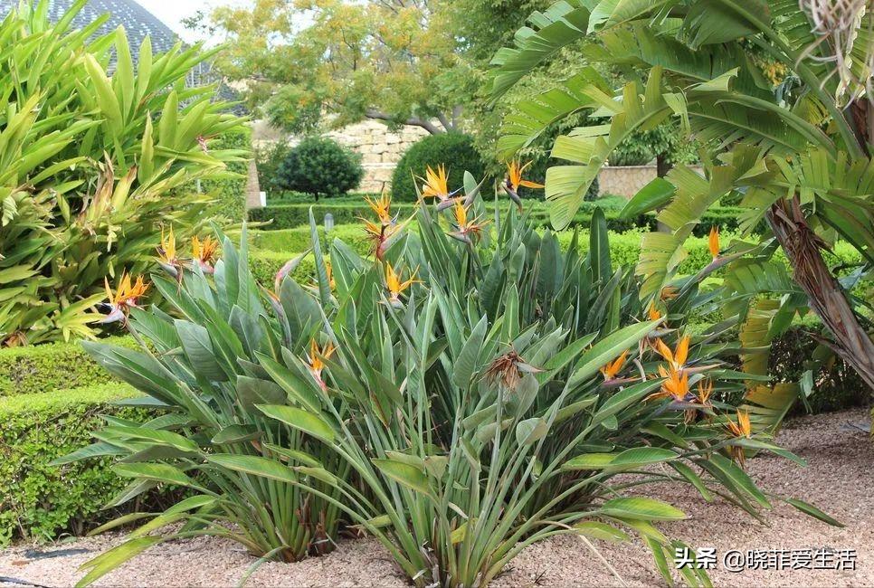 客厅养什么大型绿植最好看又好养,家里养什么绿植最好养又招财客厅