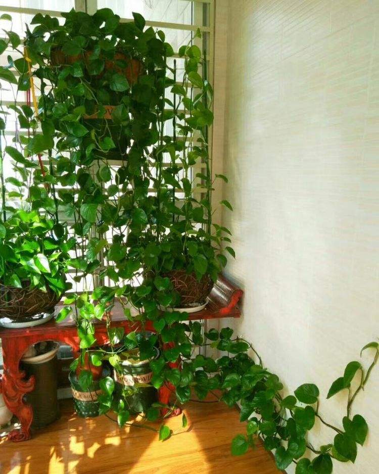 家里光照不足建议养这10种耐阴花,阴暗无光角落适合养什么花