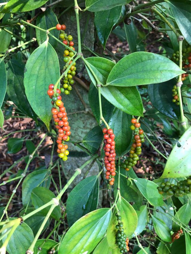 世界上有胡椒味的植物,胡椒是天然植物吗