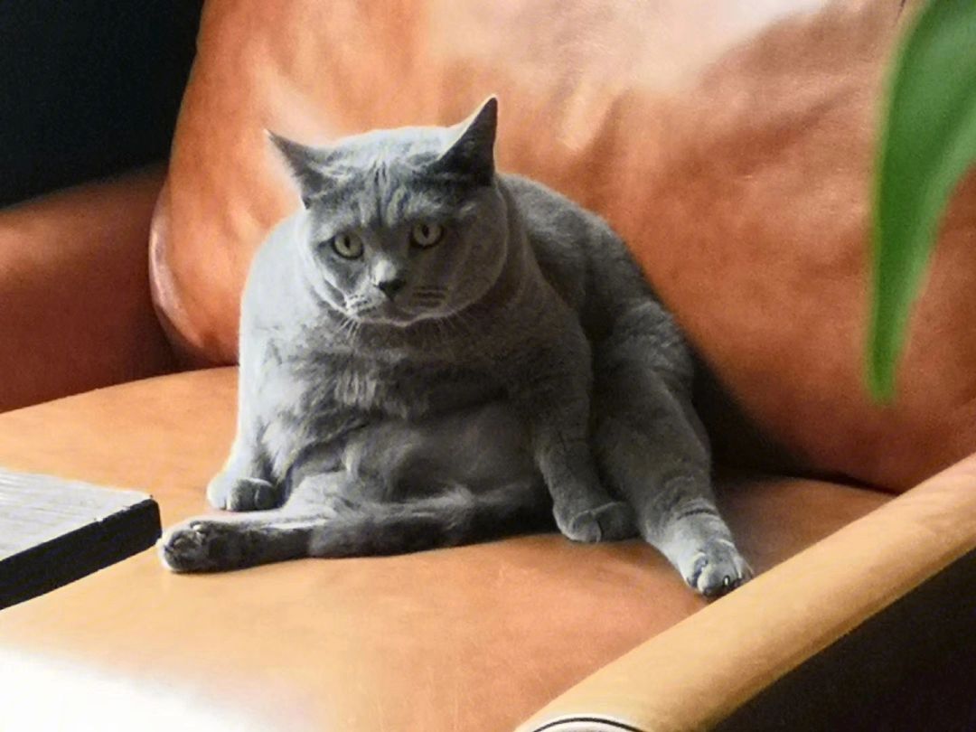 为什么不建议养蓝猫,为什么很多人养蓝猫不养布偶