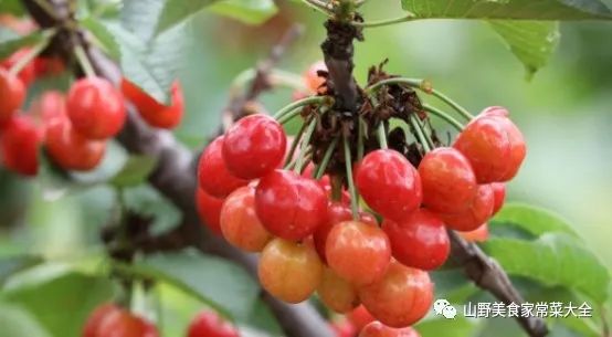 “睡眠之果”竟然是它，现在大量上市，睡不着吃一顿