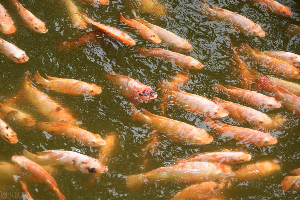 知者减半愚者全无怎么读,知者减半愚者全无到底是什么意思