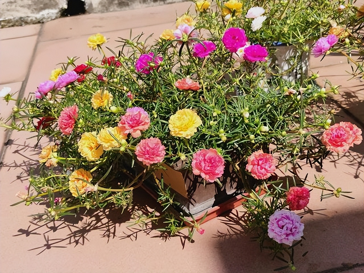 四季开花耐寒耐晒的花太阳花,耐热耐寒好养不需要阳光的花