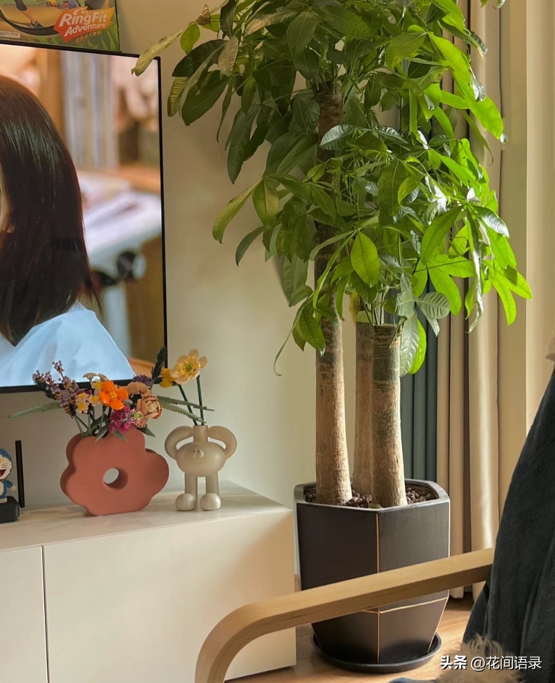家里放一棵发财树运气真的好了吗,发财树摆在什么位置最旺财