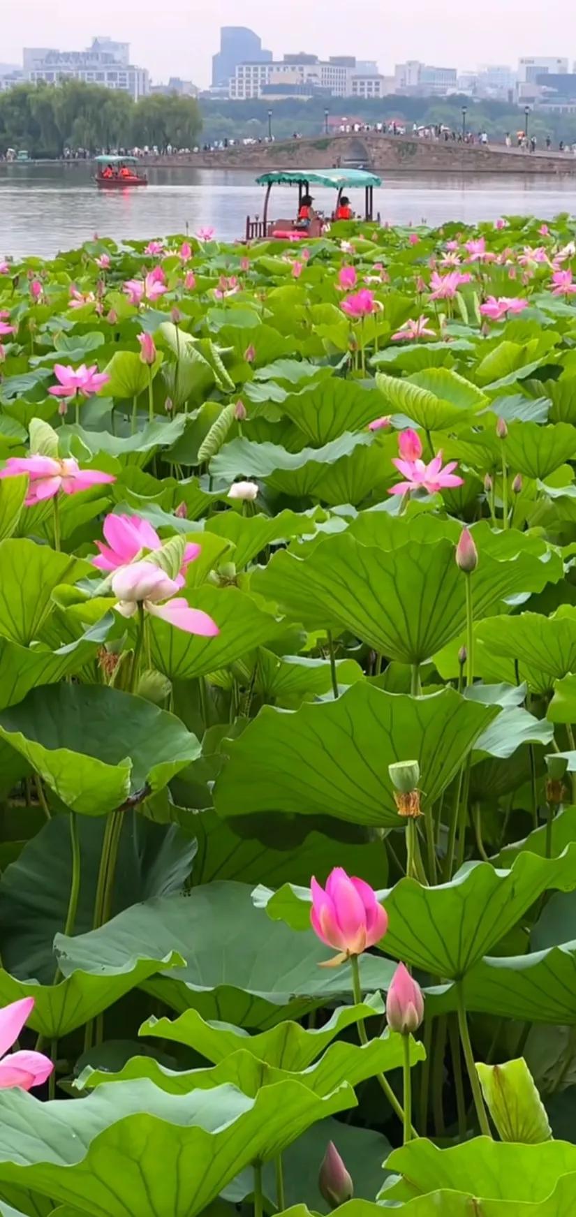 分享一组荷花图,分享一张你与荷花的照片