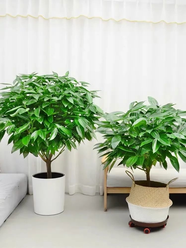 好运又吉利的花,夏季十大喜庆的花