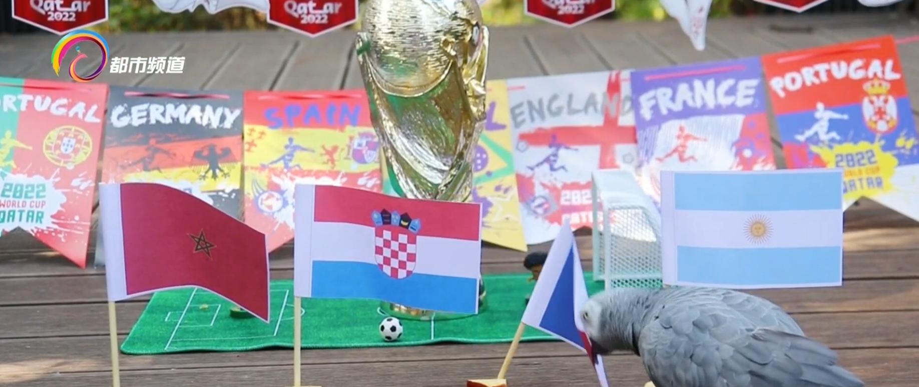 动物预测世界杯四强赛,世界杯半决赛动物预测