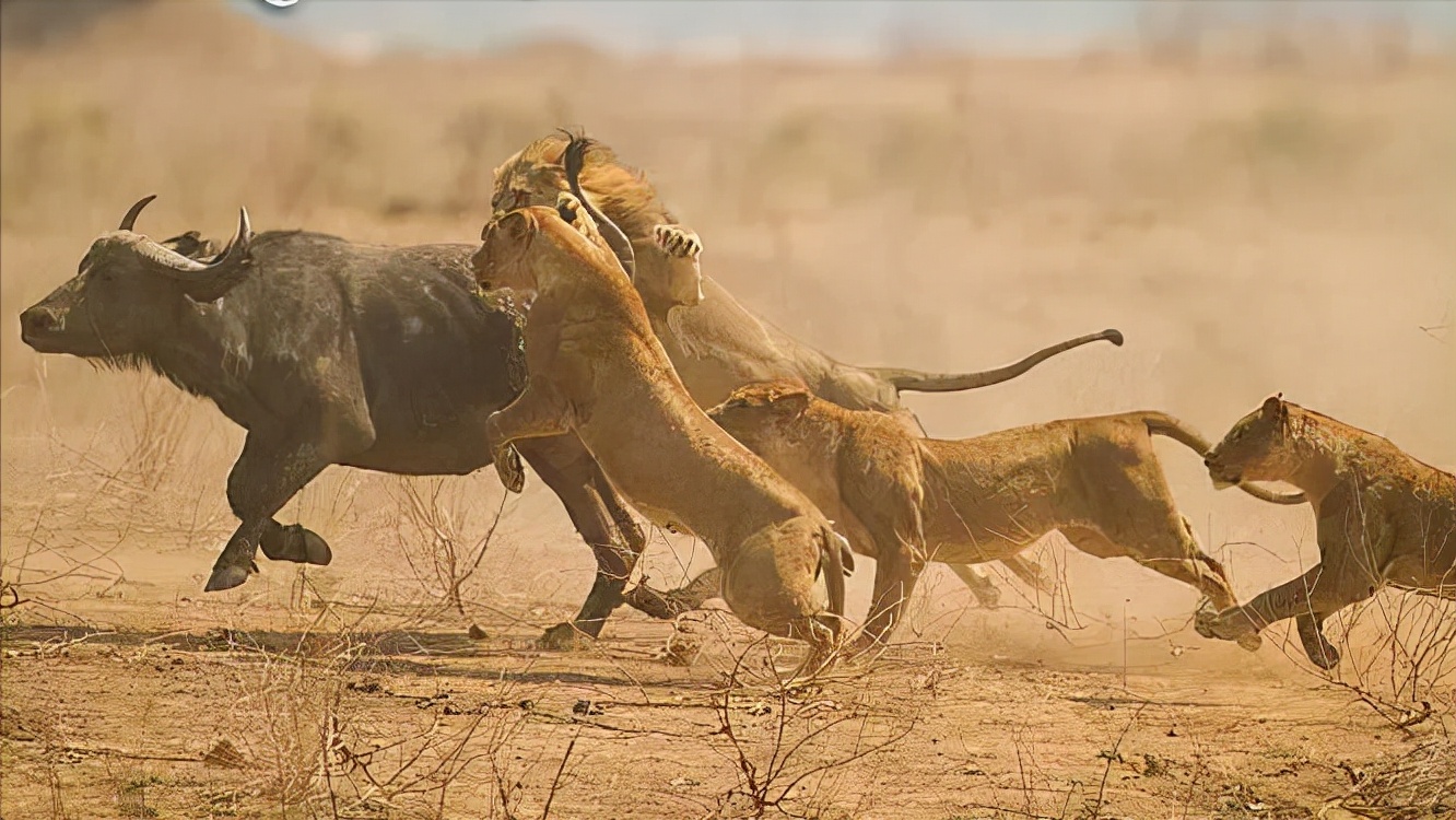 大白鲨咬合力真的只有400公斤吗,十大咬合力最强动物巨齿鲨