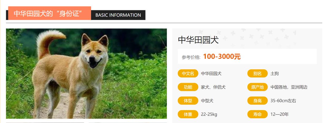 中华田园犬智商排行榜,哈弗中华田园犬车内功能介绍