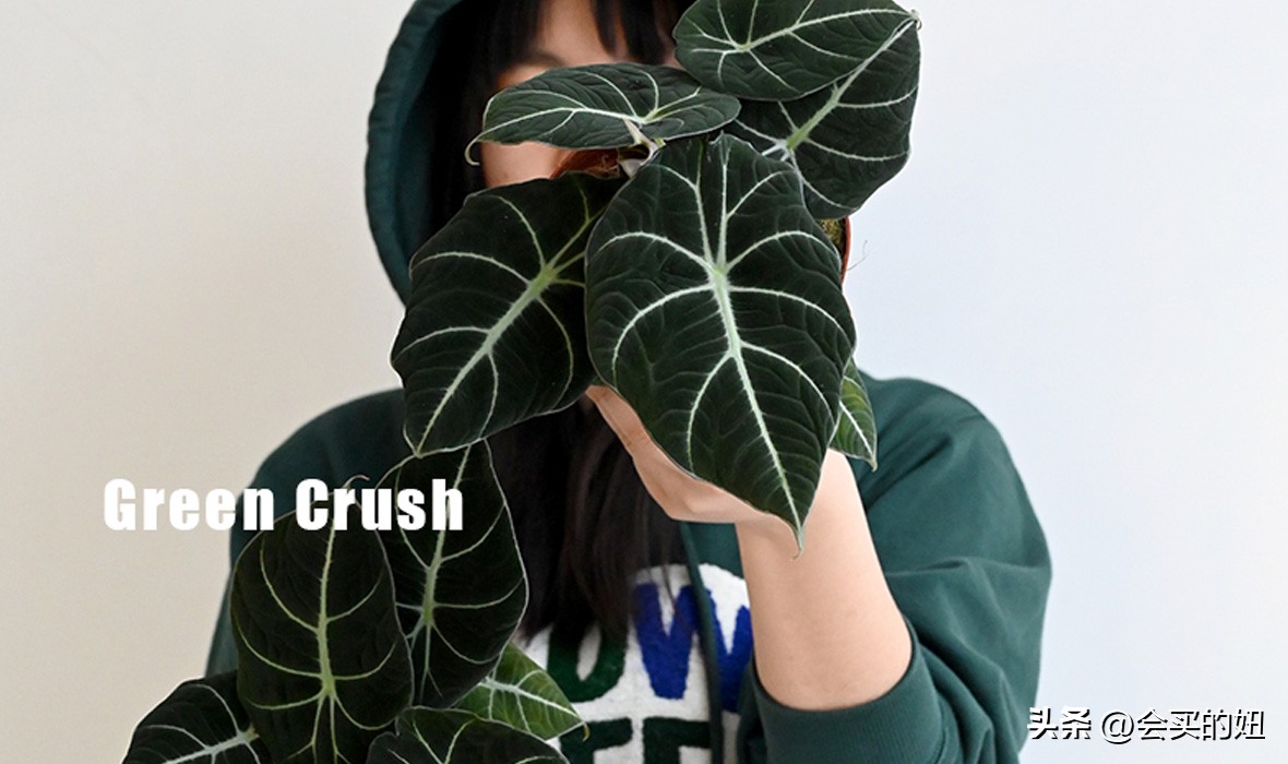 价格便宜且又有实用价值的绿植,家里值得买的绿植