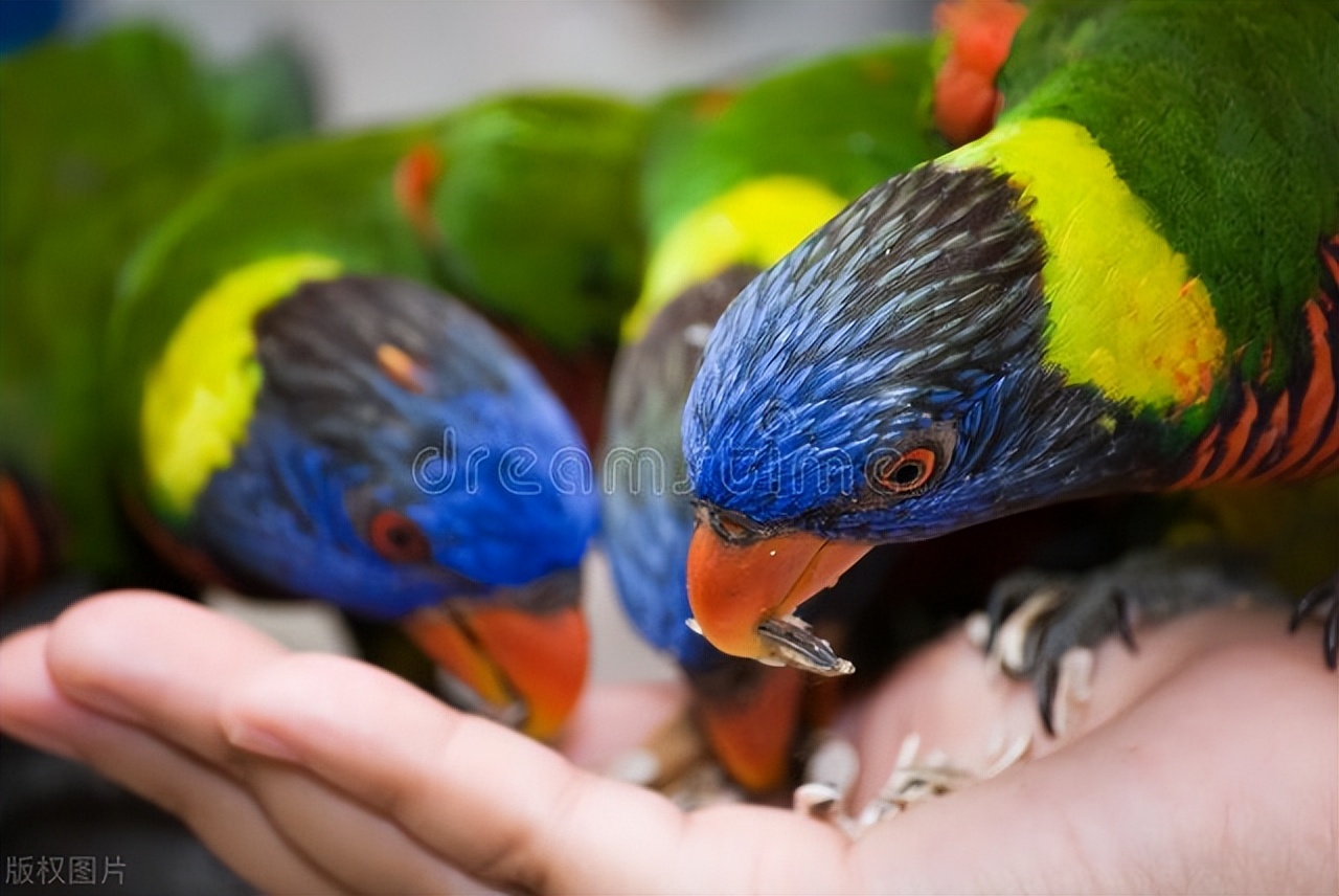 鹦鹉断粮怎么办,鹦鹉断粮怎么才能防止被饿死