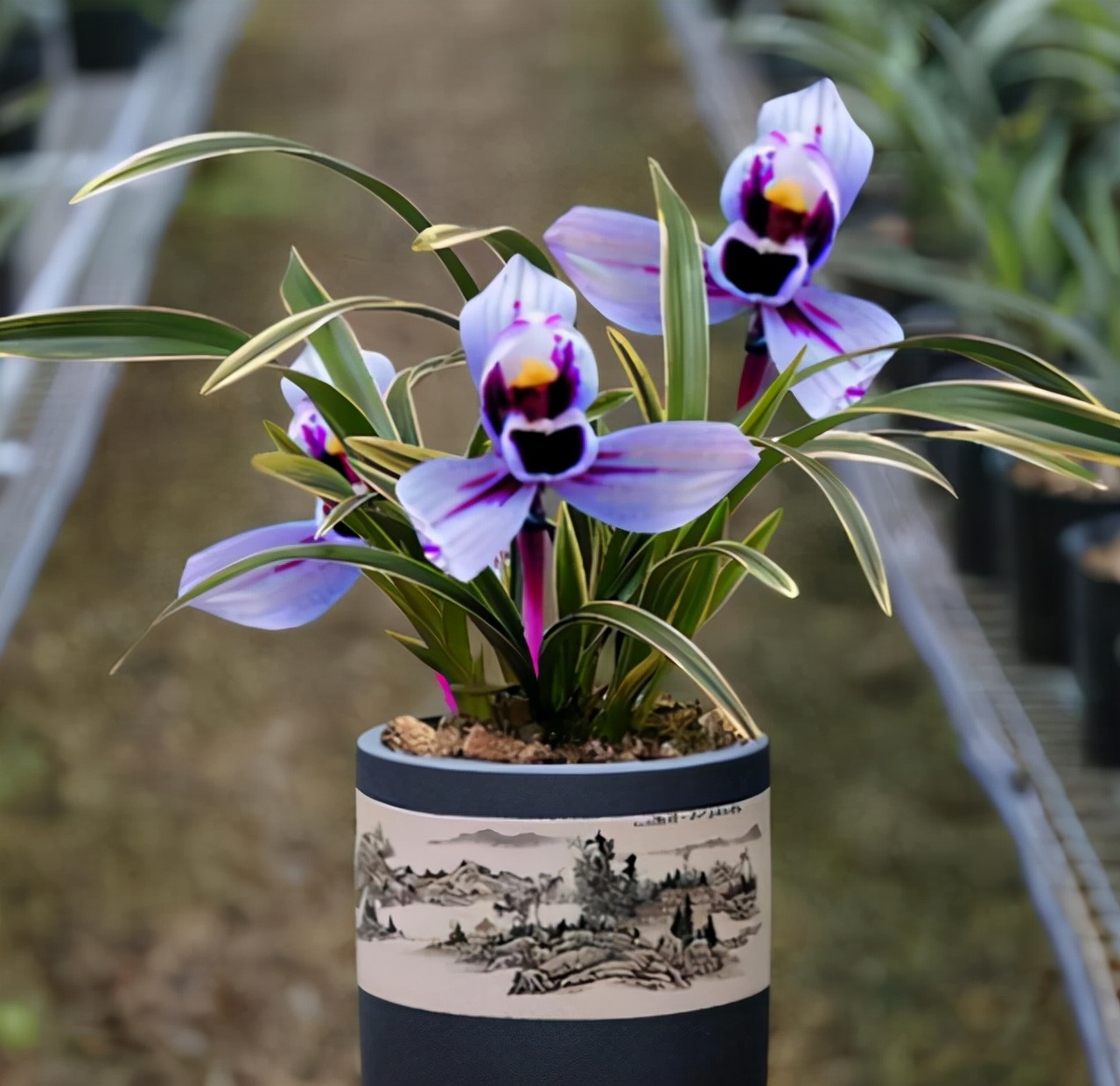 建兰金边紫月荷,建兰紫月荷视频