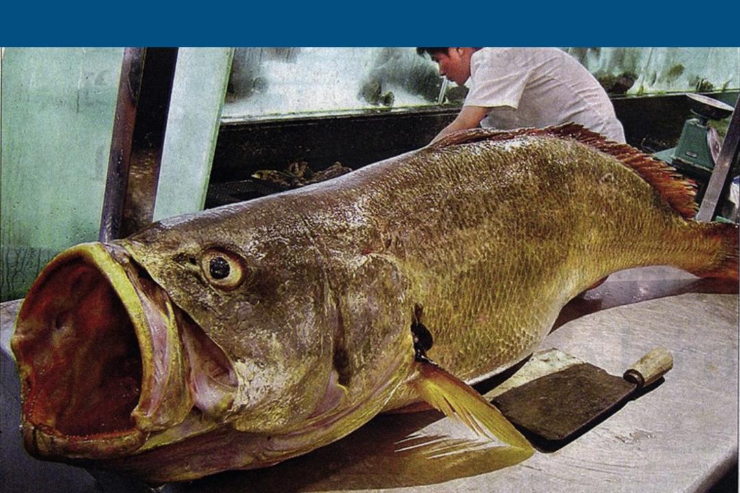 腥味比较淡的花胶,花胶的秘密