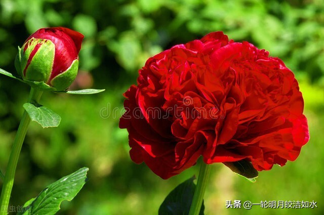 赵克红“花儿”系列散文一组