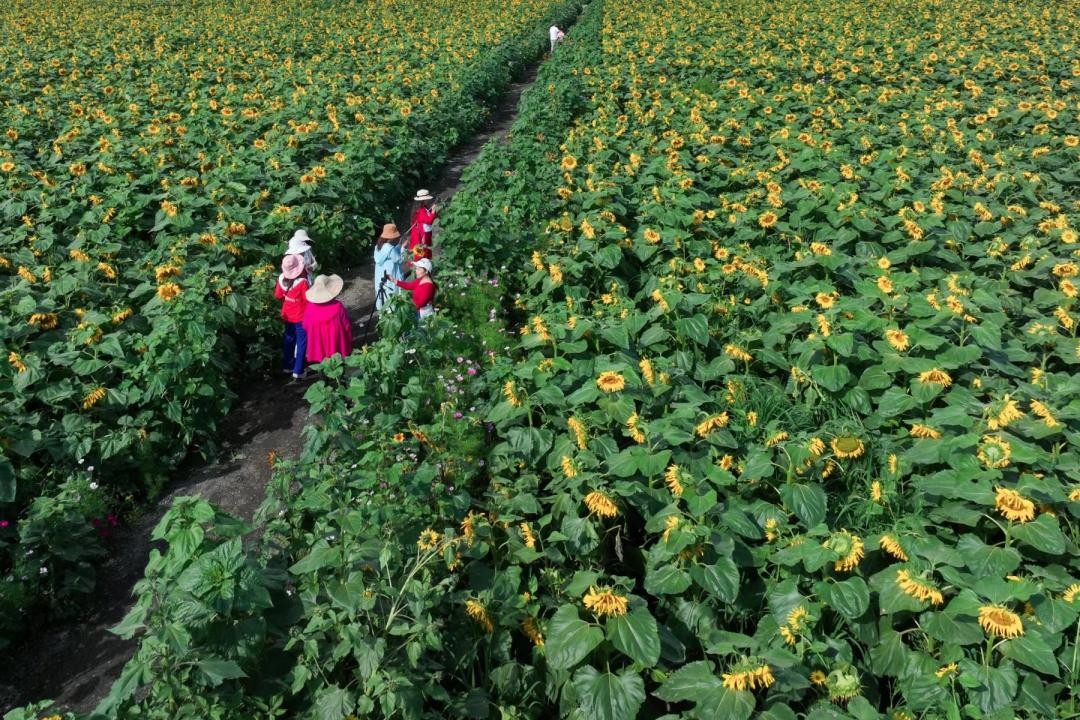 广汉彩色油菜花花海,广汉高坪镇油菜花高清图片