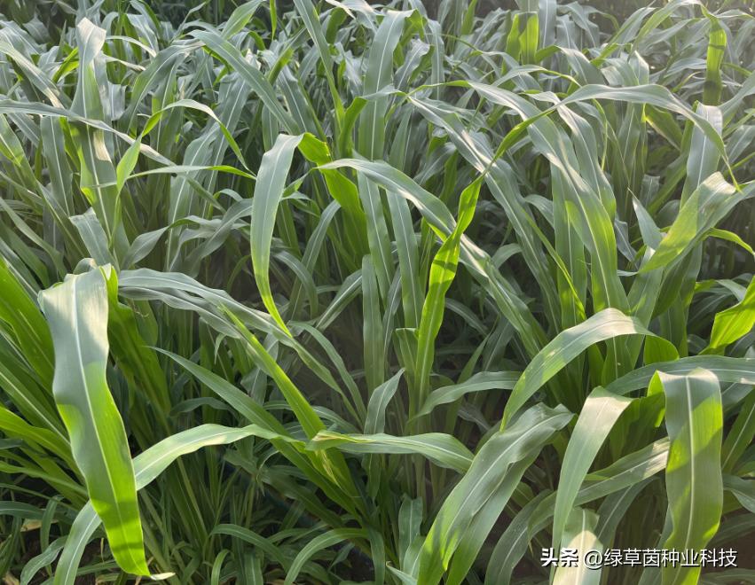 墨西哥玉米草收割时要注意什么,墨西哥玉米用机器收割会压坏苗吗