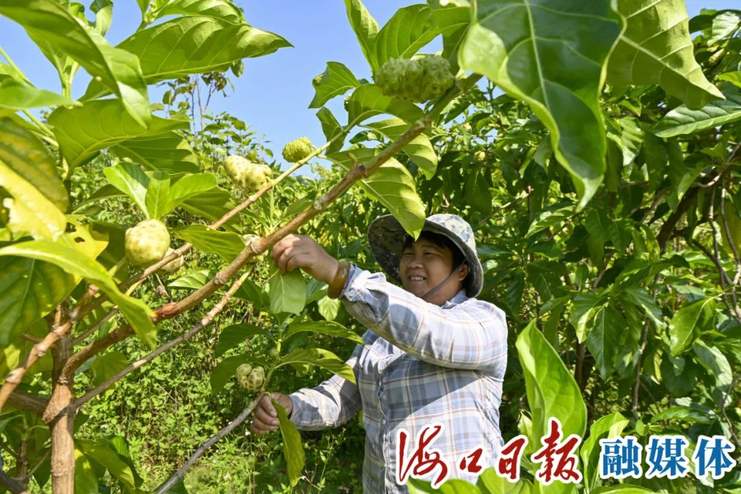 海口石山镇这个共享农庄，让村民实现家门口稳定就业