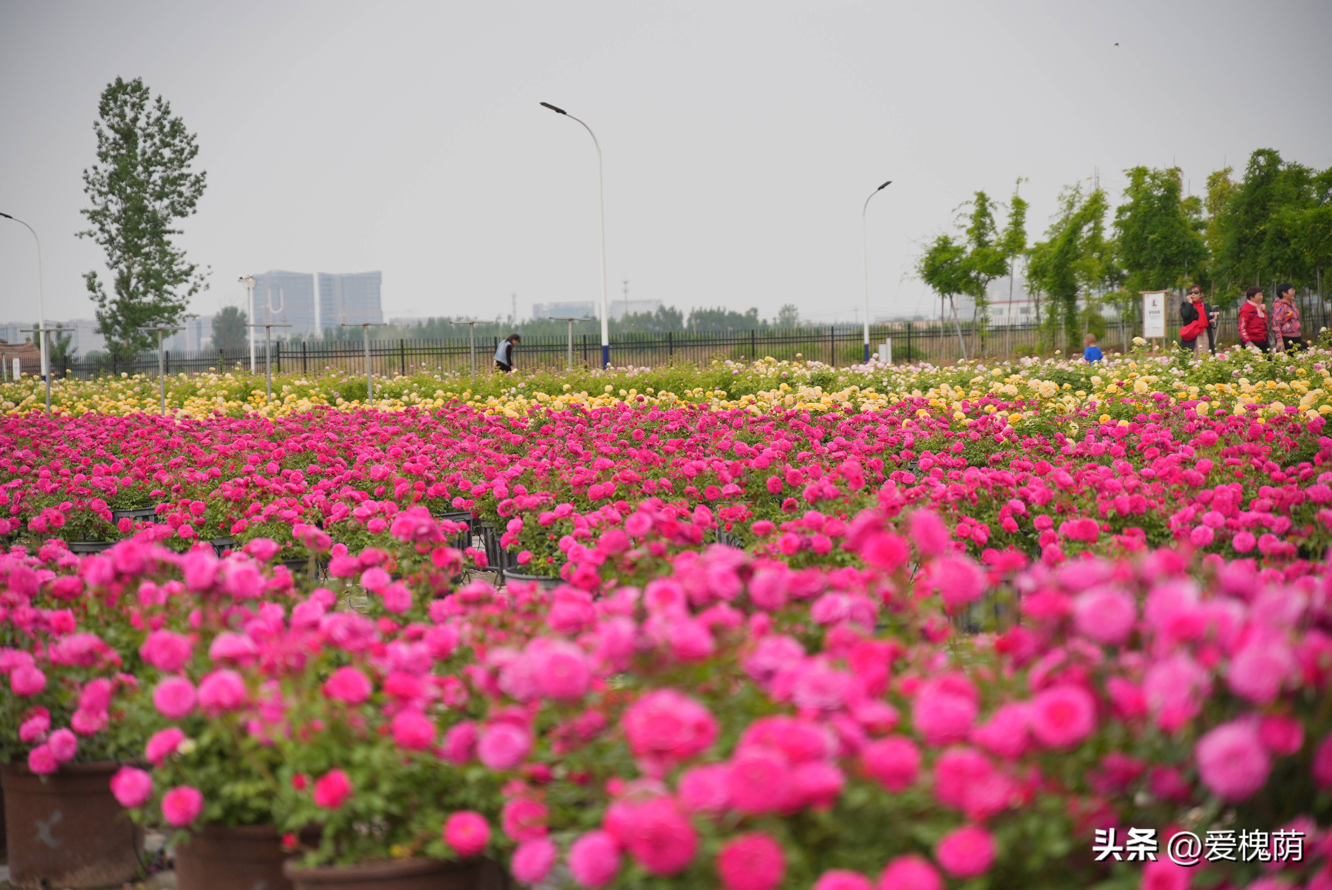 爱拍照的你怎能错过,拍照送给爱拍照的你