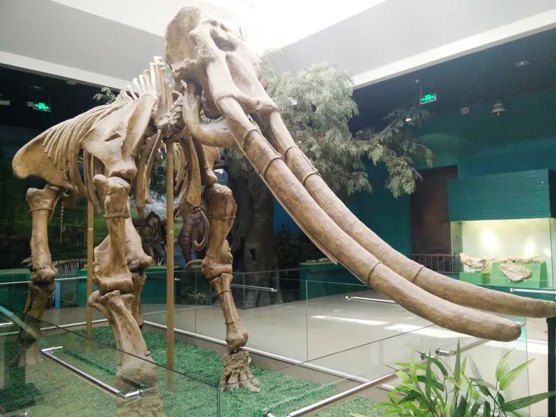 郑州人体科学馆要门票吗,郑州适合带孩子玩的博物馆科技馆