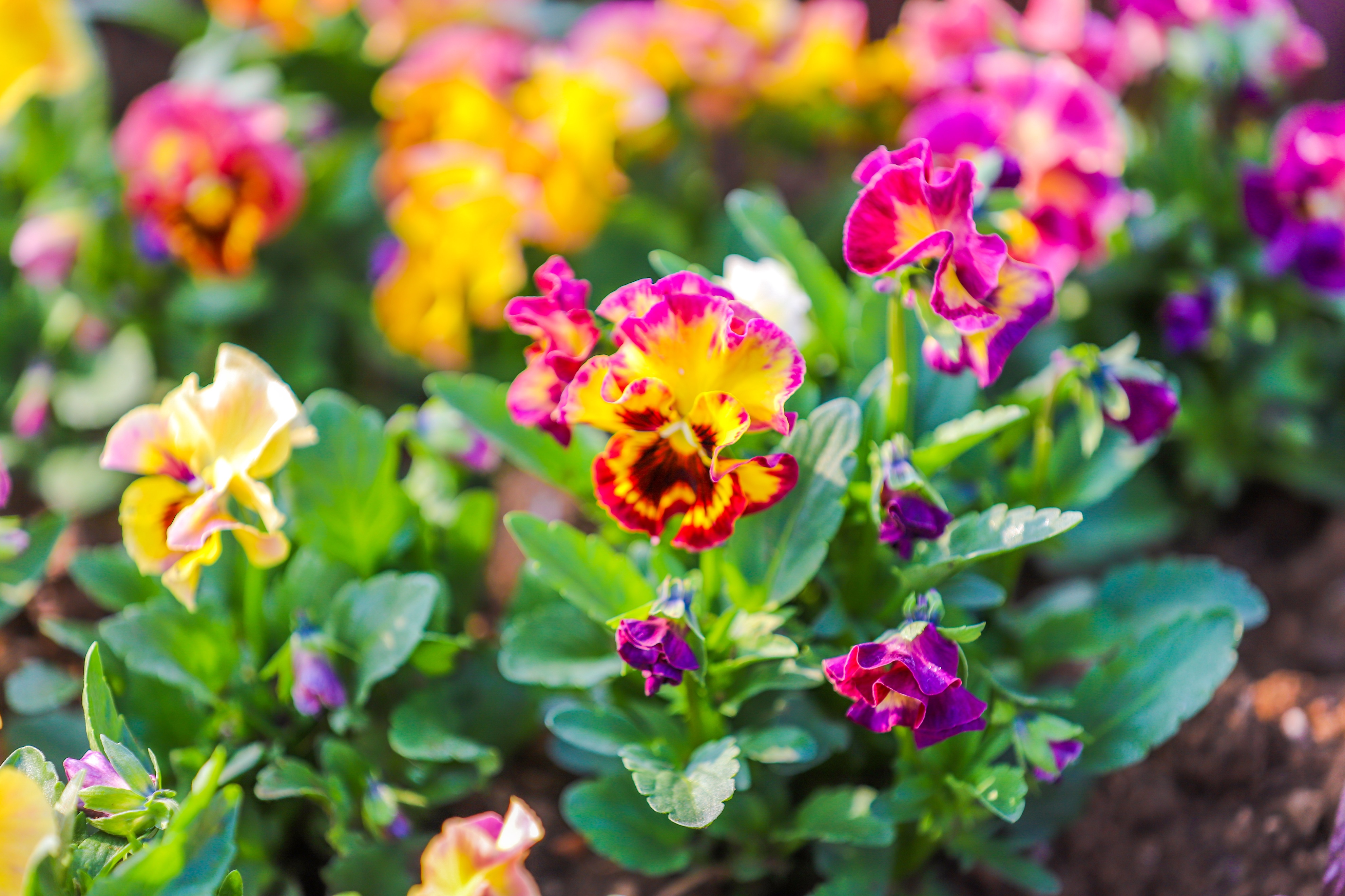 同心花海樱花航拍,踏青赏花邂逅一场浪漫樱花盛宴