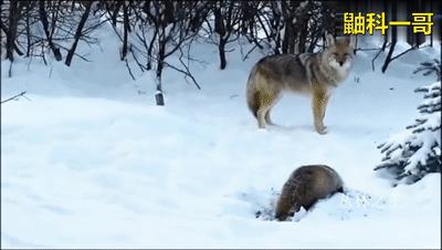 鼬科里平头哥是不是最厉害,鼬科最强猛兽