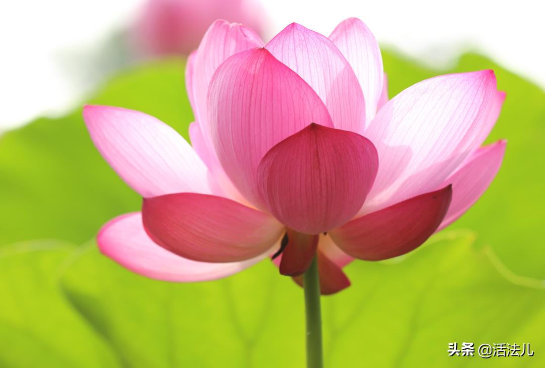 夏至去湿热的方法,大暑节气如何祛湿气