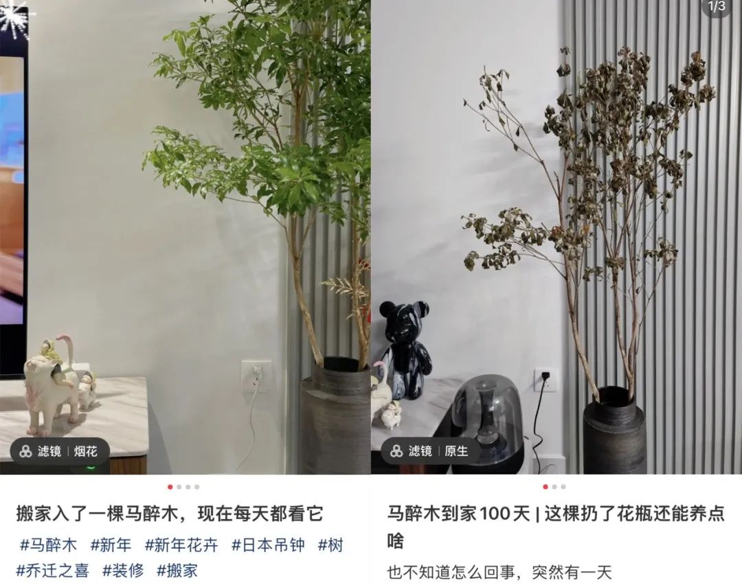 那些网红造假的后果 (造假的网红是真的吗)