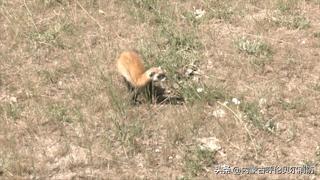 黄鼠狼跑超市好吗,黄鼠狼进超市偷蛋