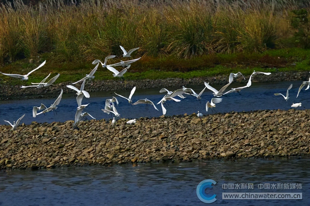 㵲水飞出幸福歌——湖南省芷江侗族自治县河湖长制助推水利高质量发展