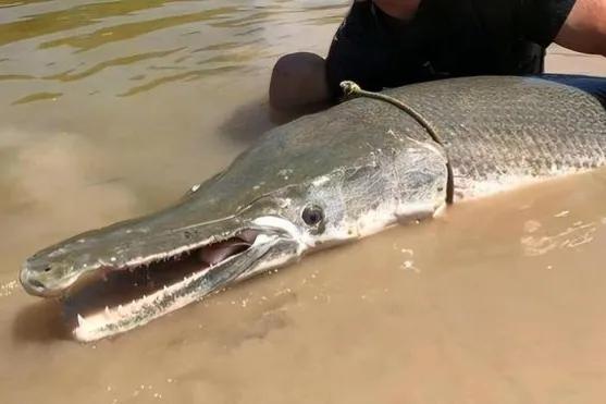 北美怪鱼凶如鳄鱼,巨怪鱼现身