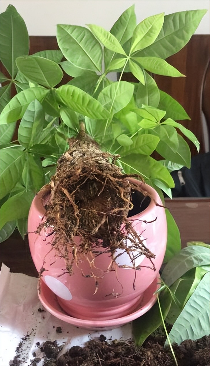 用啤酒浇花容易生虫子么,用啤酒浇花适合哪几种花