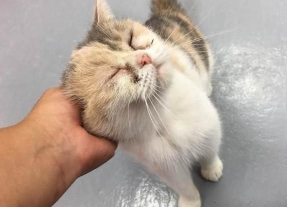 未绝育母猫太瘦了怎么办,未绝育的母猫丢了怎么办