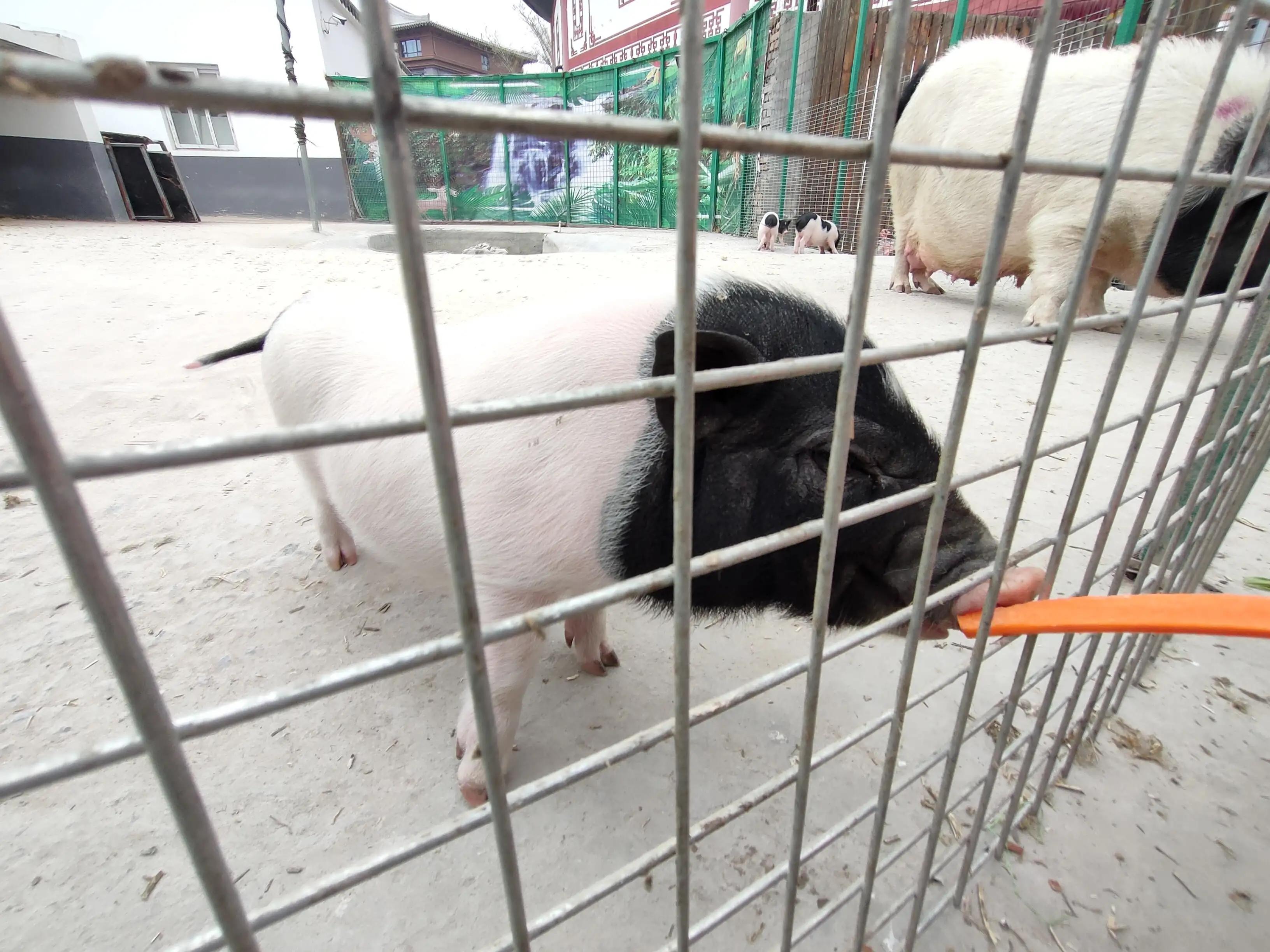 游动物园作文450字,游动物园有感作文