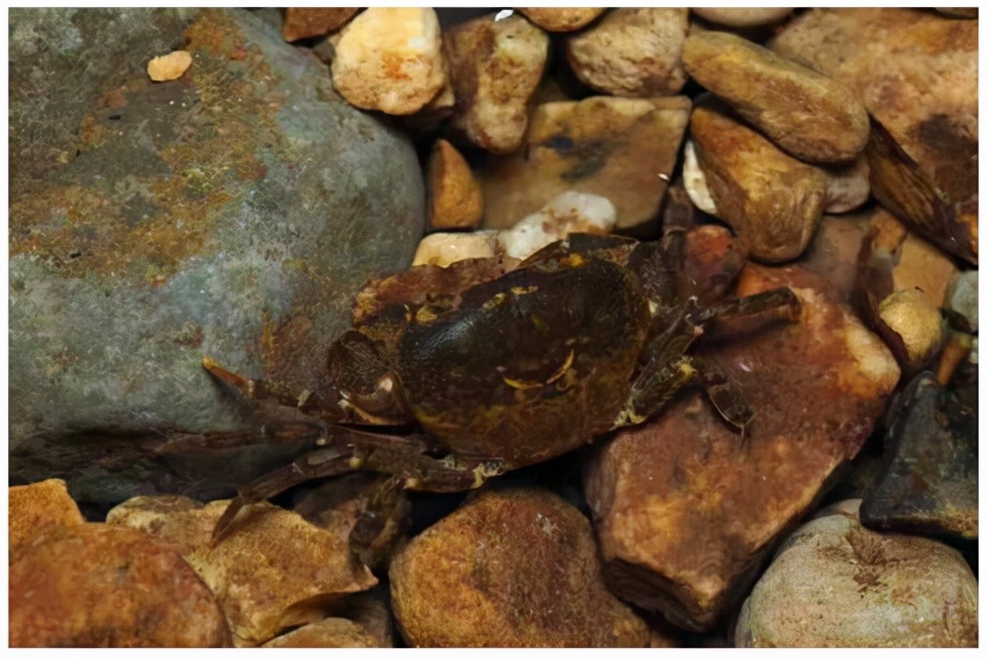 新物种深圳巨腹蟹好吃吗,深圳巨腹蟹发现物种