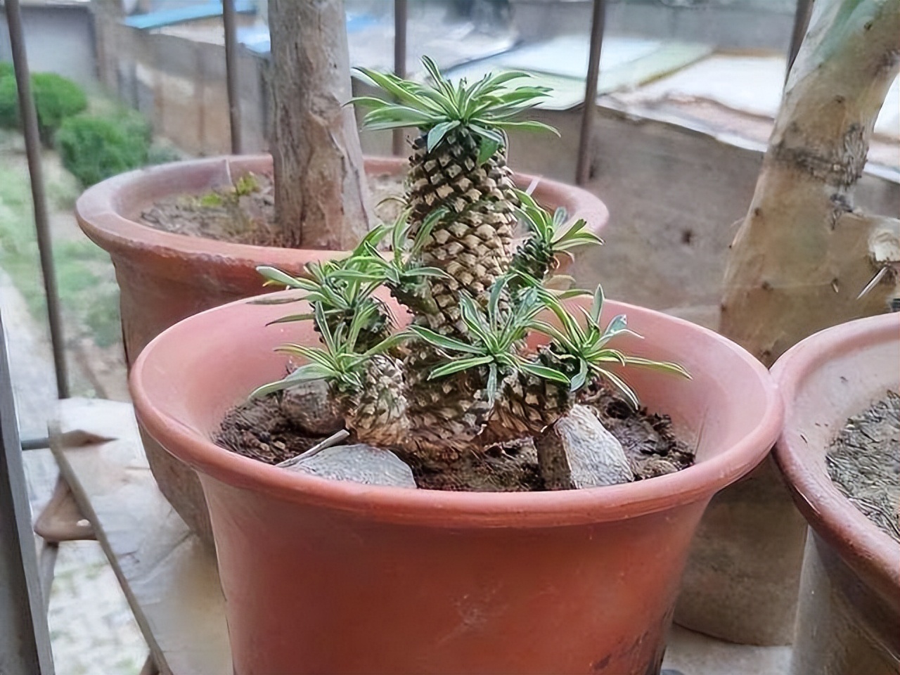 养花换掉的土,养花换下来的旧土用什么药杀菌好