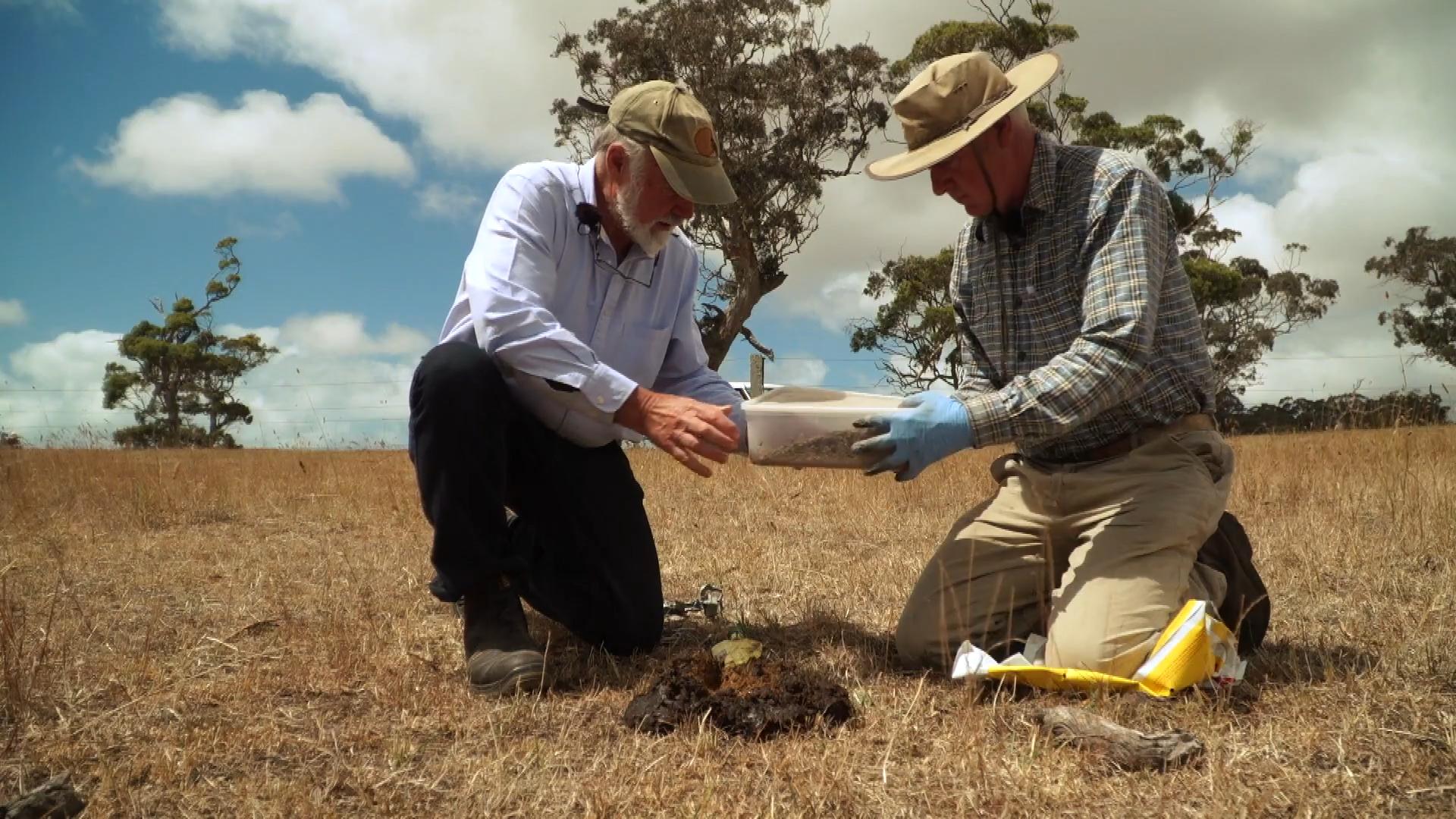 澳洲为什么进口屎壳郎,外国大量收购屎壳郎