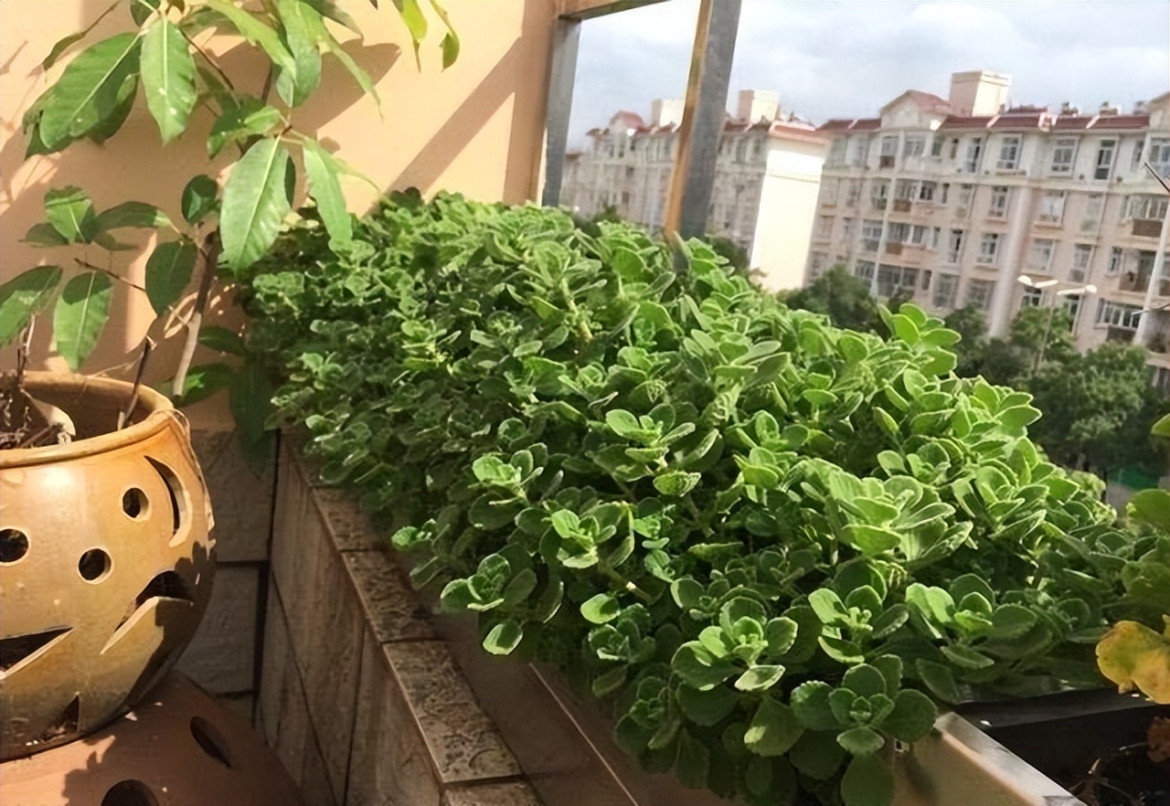 摆在家里最旺的十种花,什么花摆放卧室好养又好看