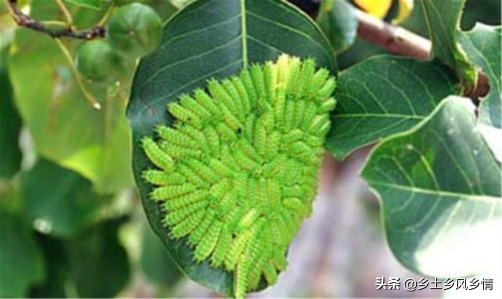 洋辣子养虫子,洋辣子防治害虫