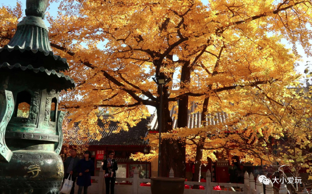 银杏最美的地方,这九个美丽的地方你想去看看吗