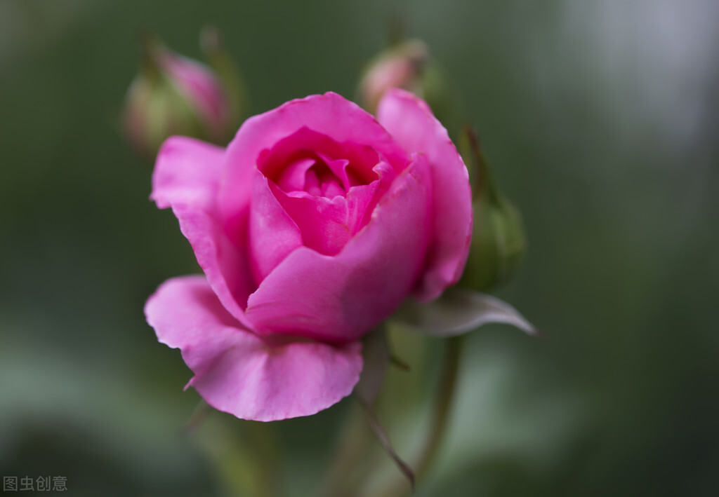 男人的手青筋图片,男人的手秀气说明什么