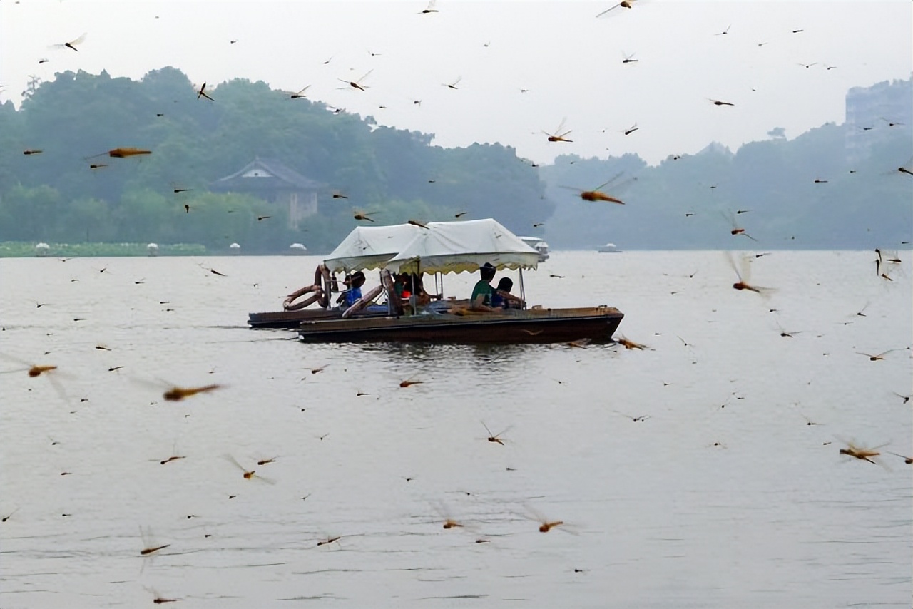蜻蜓为什么只在夏天出现呢,很多蜻蜓聚集在一处是什么原因