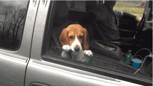 迪士尼比格犬,迪士尼里的比格犬叫什么