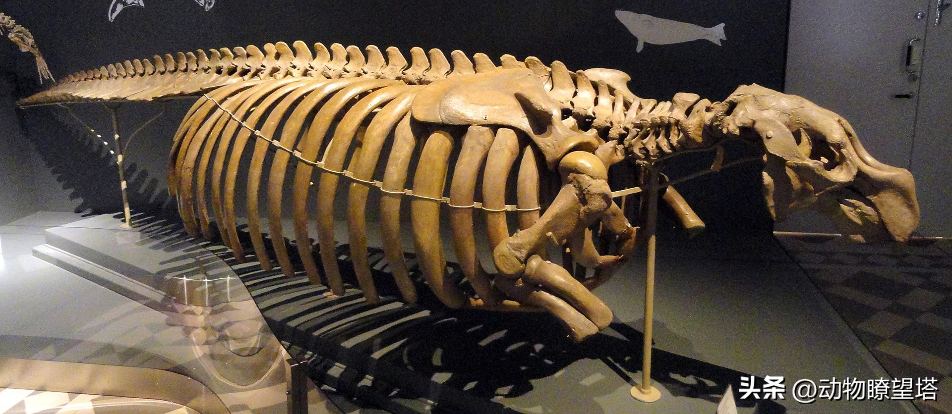 巨型儒艮灭绝,儒艮为什么遭到大量捕杀