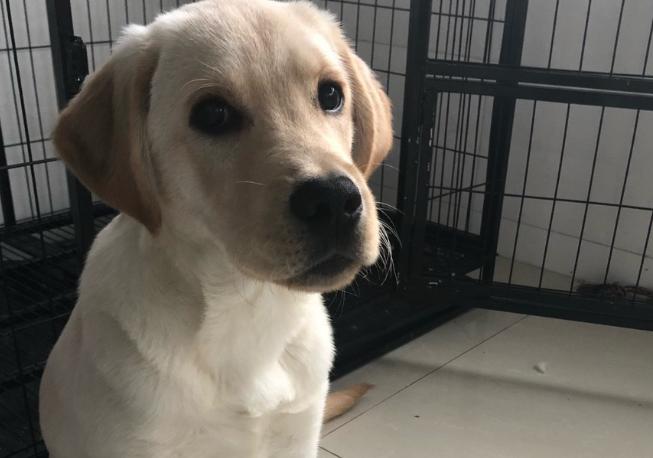 养一个星期的狗送人它会伤心吗,养了挺久的小狗突然躲起来不理人